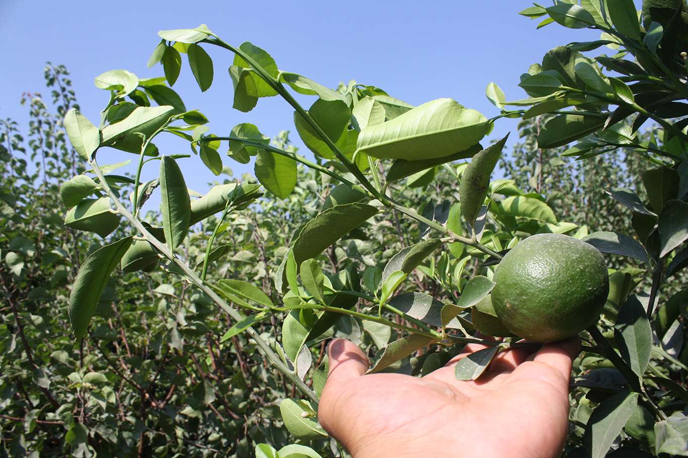 Mersin'de meyer limonu hasadı başladı